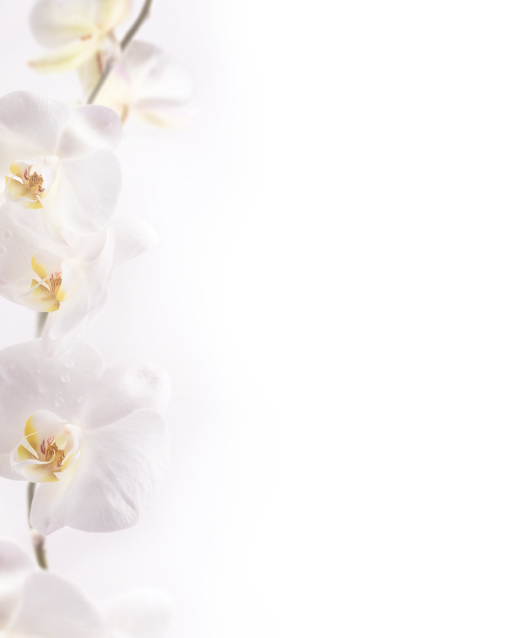 Bild - 15-leidzirkularl'orchidée: 
